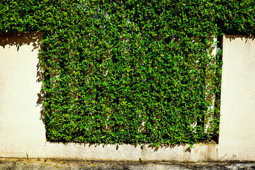 Green hedge wall with fresh leaves texture