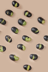 Fresh Black Beans Sprouting with Green Shoots on Beige Background - Natural Food Ingredient Pattern