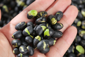 Black beans with green sprouts in hands - organic legumes sprouting naturally