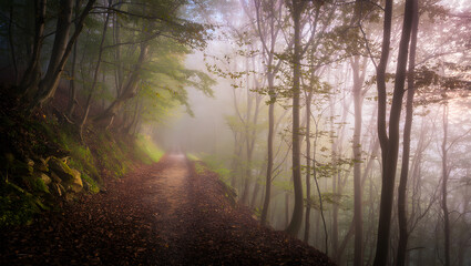 Naklejka premium Misty Forest Path with Autumn Leaves and dappled Sunlight Keywords: forest, path, trail, woods, nature, autumn, fall, leaves, foliage, trees, branches, sunlight
