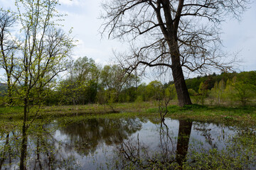 Lush spring landscape in Ternopil oblast, Ukraina, showcasing a tranquil pond surrounded by budding trees and vibrant greenery