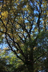 Fototapeta premium Forest. Autumn. Tree.