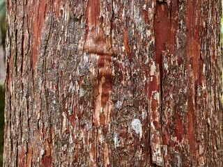 close up texture of ironwood bark