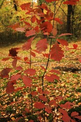Forest. Autumn. Leaf.