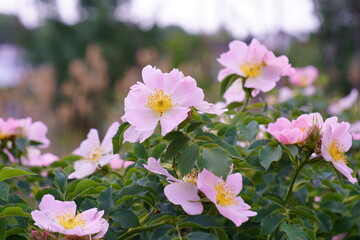 Blooming rose hips. Spring. Wild rose.