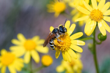 A bee collects nectar from a yellow wildflower.