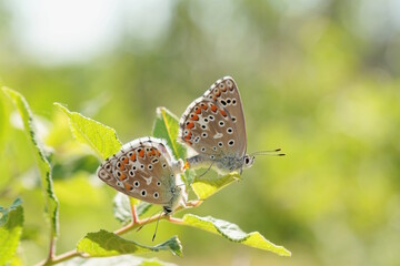 A small butterfly on a green plant.