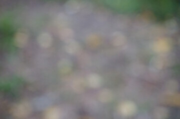 Abstract colored background. The leaves of the trees.