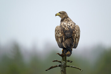 White-tailed eagle on a tree in the misty morning
