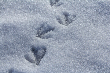 Animal tracks in fresh snow showcase the beauty of nature in a winter landscape
