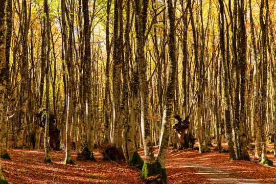 Appennino Lucano in Autunno: Faggete e Sentieri del Monte Li Foj