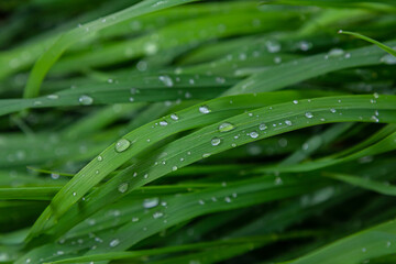 Raindrops glisten on vibrant green grass blades in a tranquil outdoor setting after a gentle rain shower in the early morning light