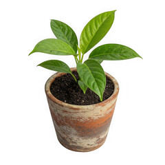 Healthy green plant growing in a terracotta pot isolated transparent background