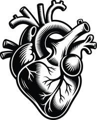 Anatomical heart svg, Medical heart svg