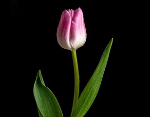 Close-up of a pink and white tulip against a stark black background