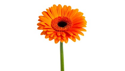 Close-up of a vibrant orange flower with many petals and a dark center, set against a pristine white background
