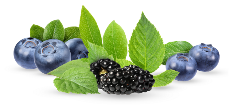 freshly harvested cluster of blackberries and blueberries, combined with vibrant green leaves, capturing the richness of summer fruit isolated on a transparent background.