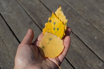 Fallen golden autumn birch leaves on a woman's palm