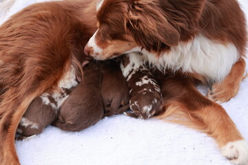 A mother dog is nursing her puppies
