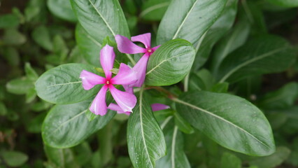 Obraz premium pink flower in the garden