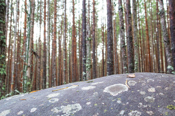 A gray stone podium against a forest background is a natural natural podium for advertising.
