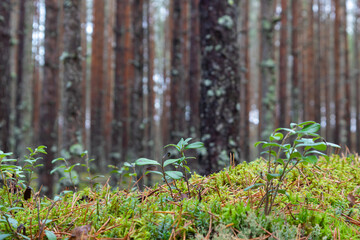 Moss is green against a forest background, a natural natural podium for advertising.