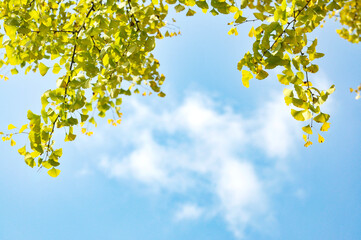 gingko biloba tree leaf in autumn season in sunny day with sunlight.