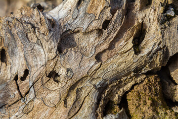 Close-up view of intricate wood texture revealing natural patterns and holes from insects in a sunlit forest setting during daylight hours