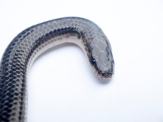 Close up Sunbeam snake on white background in Thailand and Southeast Asia.