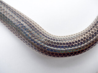 Close up Sunbeam snake on white background in Thailand and Southeast Asia.