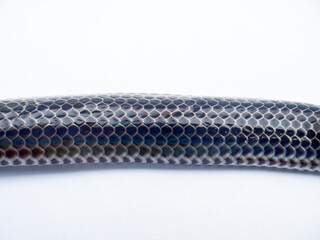 Close up Sunbeam snake on white background in Thailand and Southeast Asia.