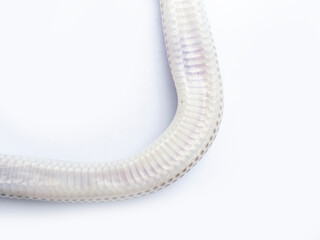 Close up Sunbeam snake on white background in Thailand and Southeast Asia.