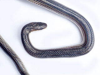 Close up Sunbeam snake on white background in Thailand and Southeast Asia.