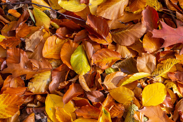 Colorful autumn leaves cover the ground in various shades of gold orange and red during a crisp fall day in the park