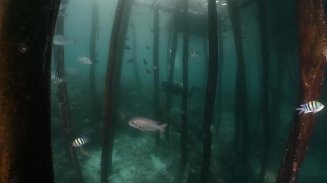 underwater scenery of schooling of fishes and the structure of wooden poles under the jety
