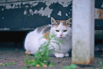 Shy kitten hiding outdoors. Horizontal image with selective focus. 
