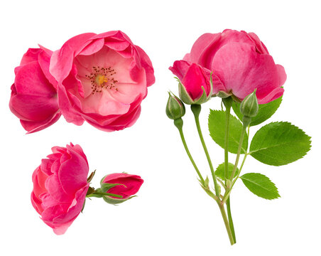 high-key photograph showcasing vivid pink wild rose flowers, including open blooms, tight buds, and a long stem with fresh green leaves, isolated sharply against a solid black backdrop. - Powered by Adobe