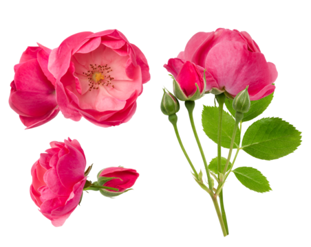 high-key photograph showcasing vivid pink wild rose flowers, including open blooms, tight buds, and a long stem with fresh green leaves, isolated sharply against a solid black backdrop.