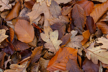 Colorful autumn leaves creating a natural carpet covering the ground in a serene forest environment during the fall season