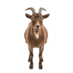Obraz premium A Full Body Shot Of A Brown Goat With Horns Standing On A Black Background