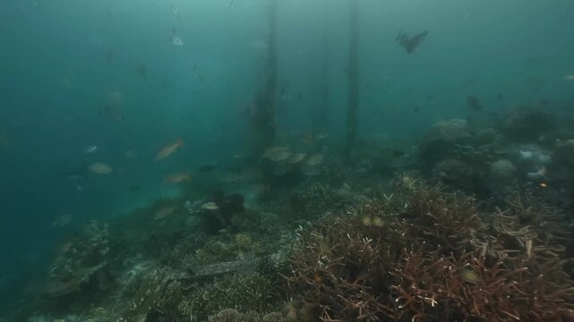 underwater scenery of schooling of fishes and the structure of wooden poles under the jety