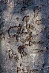 Detailed close-up view of a textured tree bark displaying natural patterns and marks under sunlight in a forest during early morning hours