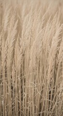 Obraz premium Golden wheat field swaying in the wind on a sunny day