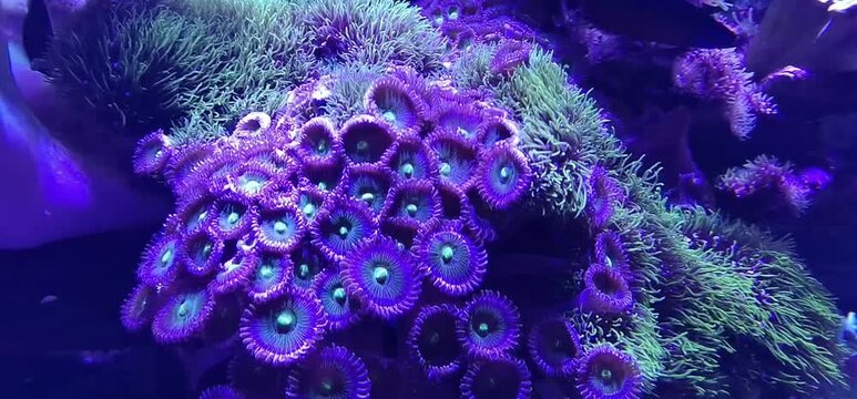 the marine world with its inhabitants in an aquarium