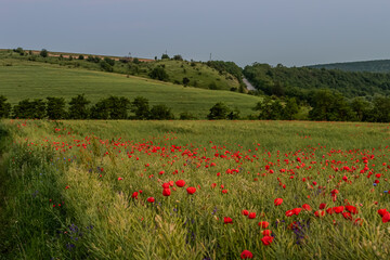 Vibrant poppy field in lush countryside during daytime with rolling hills and distant tree line