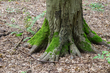 Moss-covered tree trunk in a forest setting during daytime showcasing nature's beauty and ecological diversity