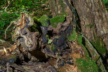 Visual representation of decaying tree trunk with black fungus and green moss in a forested area during daylight hours