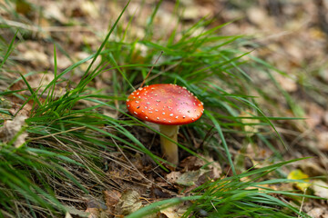 Red Amanita muscaria mushroom with white dots among green grass autumn forest. Poisonous toxic mushroom nature wilderness botanical photography mycology biodiversity