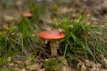 Red Amanita muscaria mushroom with white dots among green grass autumn forest. Poisonous toxic mushroom nature wilderness botanical photography mycology biodiversity