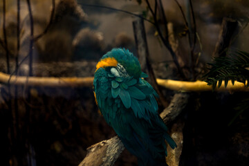 Blue-and-yellow macaw sitting with folded wings in a zoo